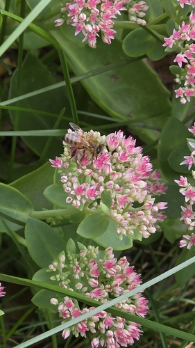 Western Honey Bee