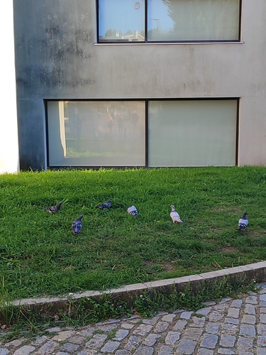 Feral Pigeon