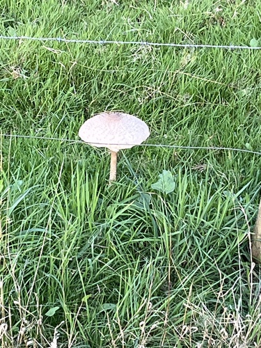 Parasol