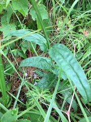Penstemon laevigatus