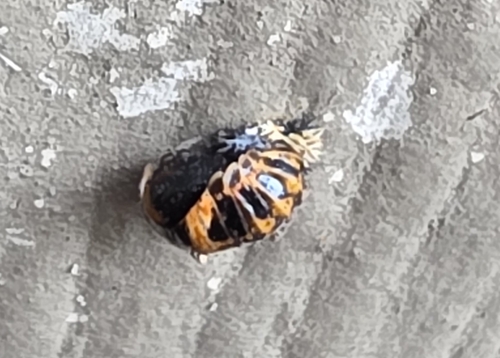 Asian Lady Beetle