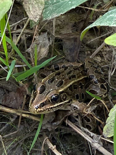 Northern Leopard Frog