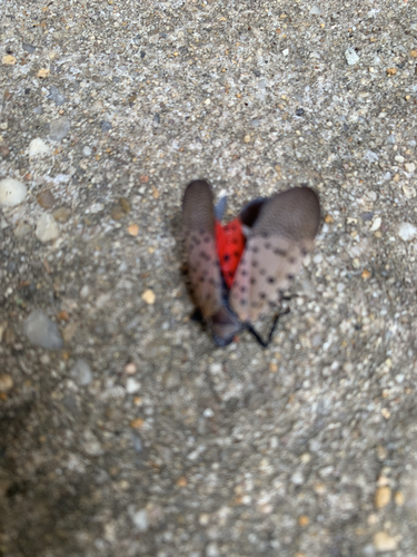 Spotted Lanternfly