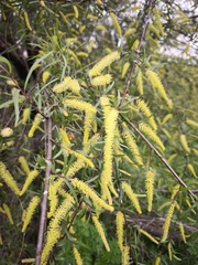 Salix humboldtiana