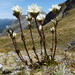 Gentianella montana montana - Photo (c) harrylurling, algunos derechos reservados (CC BY-NC), subido por harrylurling