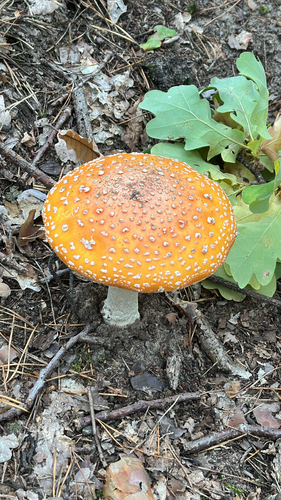 Fly Agaric