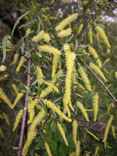 Salix humboldtiana, photograph 2
