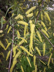 Salix humboldtiana, photograph author not stated, no rights reserved