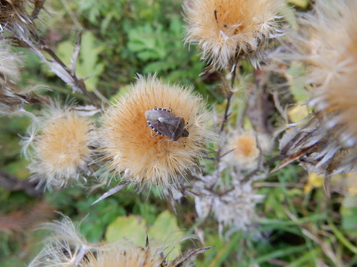 Sloe Bug