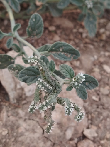 European heliotrope