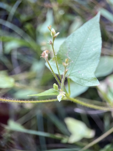 halberd-leaved tearthumb