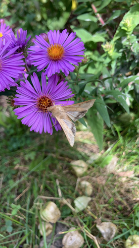 Corn Earworm Moth