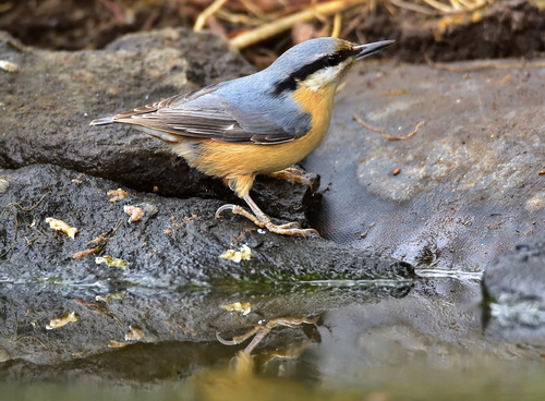 Eurasian Nuthatch