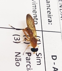 Ptecticus testaceus