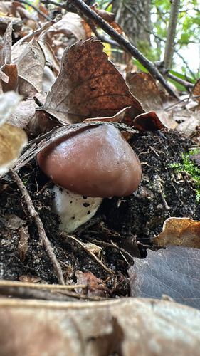 Purple-veiled Slippery Jack