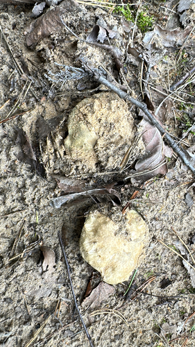 Cornflower Bolete