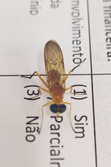 Ptecticus testaceus