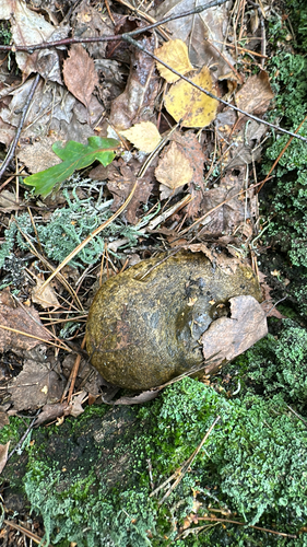 Ugly Milkcap