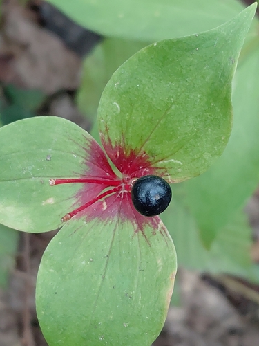 Cucumber Root