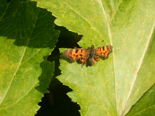 European Comma