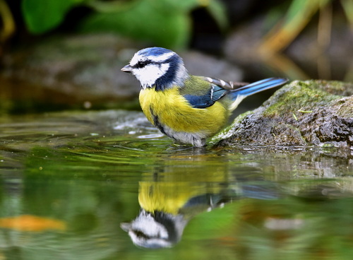 Eurasian Blue Tit