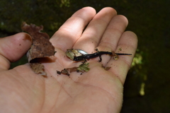 Plethodon metcalfi