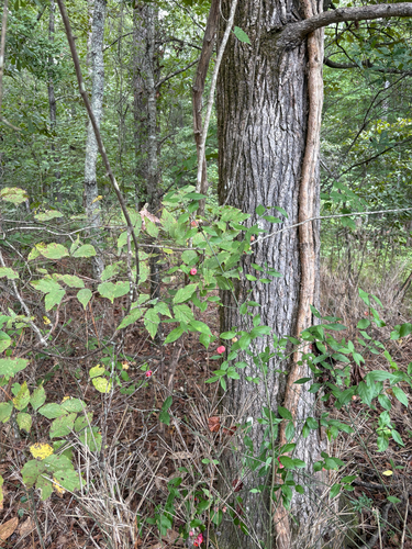 strawberry bush