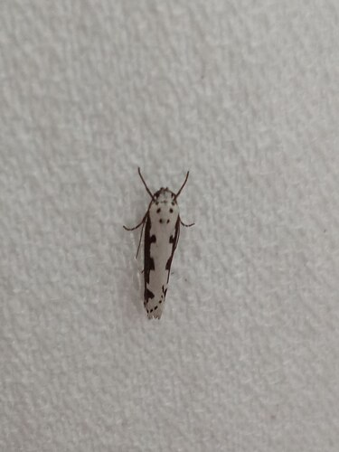 Viper's Bugloss Moth