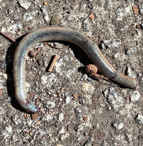 Common Slowworm