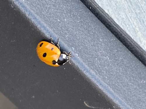 Seven-spotted Lady Beetle