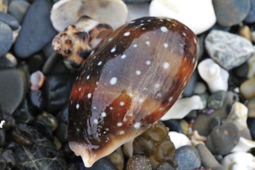 Calf Cowry