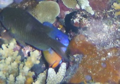 Centropyge bispinosa