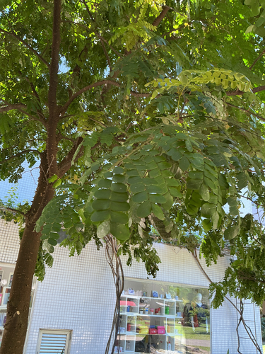 Brazilwood