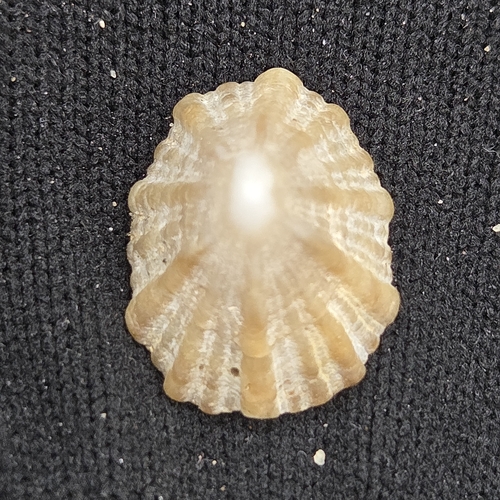 Emarginula observed 2026-09-24