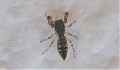Cheliferoides segmentatus