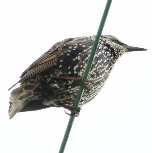 European Starling