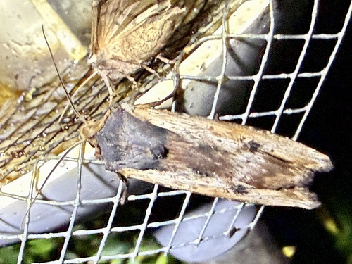 Red Sword-grass