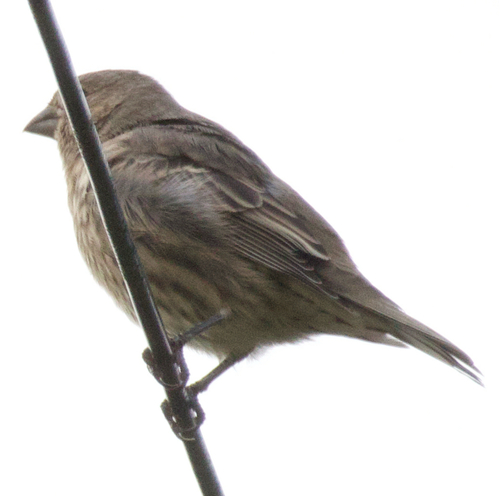 House Finch