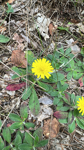 mouse-eared hawkweed