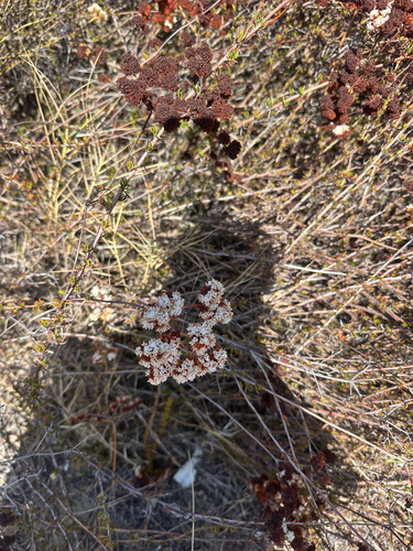 Eriogonum fasciculatum, photograph 3