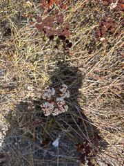 Eriogonum fasciculatum, photograph author not stated, no rights reserved