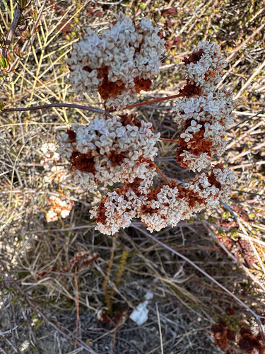 Eriogonum fasciculatum, photograph 2