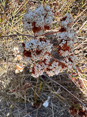 Eriogonum fasciculatum, photograph author not stated, no rights reserved