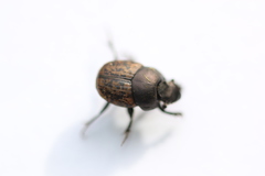 Onthophagus fracticornis