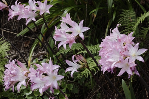 Belladonna Lily