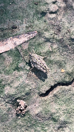 Mexican Pygmy Grasshopper