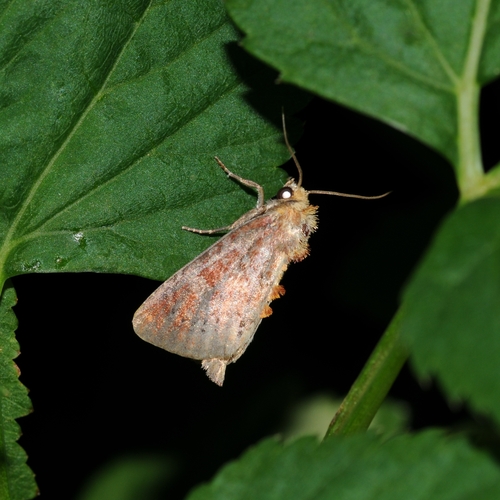 Elder Shoot Borer Moth photo 2