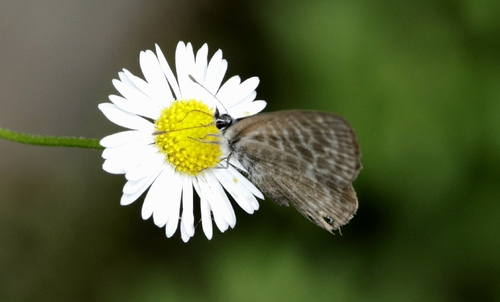Lang's Short-tailed Blue
