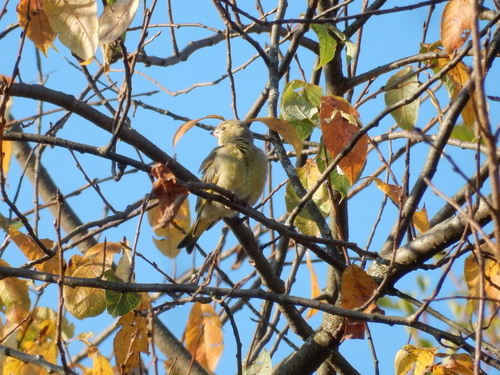 European Greenfinch