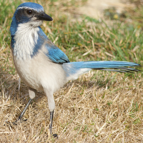 California Scrub-Jay